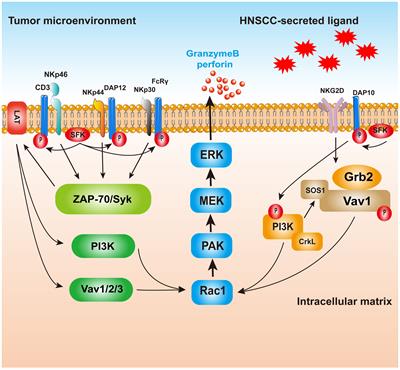 Natural killer cells: a future star for immunotherapy of head and neck squamous cell carcinoma